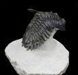 Flying Hollardops Trilobite - Great Eyes #36849-2
